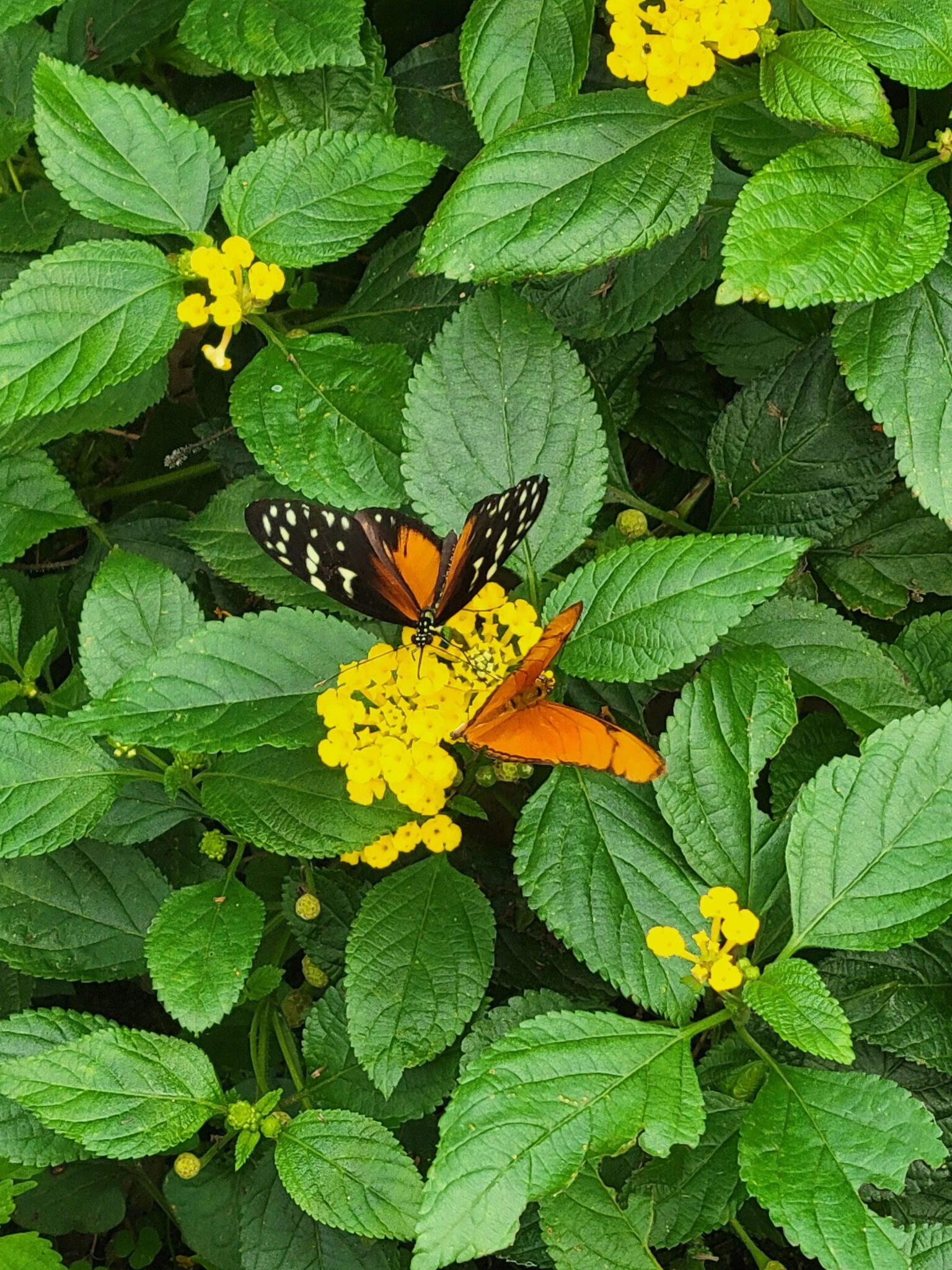 1782653661382-jardin-pour-les-pollinisateurs